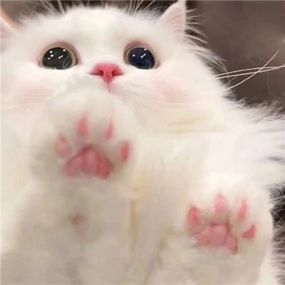 Taufik Hidayat avatar